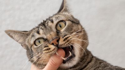 Simbolisme di Balik Mimpi Digigit Kucing dan Implikasinya dalam Hubungan Sosial