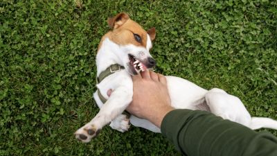 Dampak Psikologis Mimpi Digigit Anjing: Tanda Kehilangan Kepercayaan?