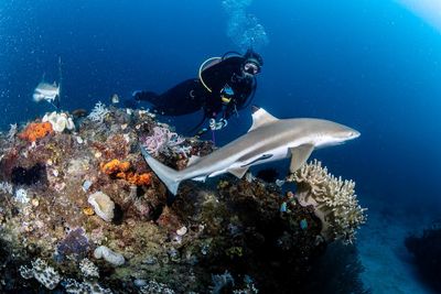 Kemenpar Rilis Wonderful Indonesia Diving Directory , Panduan Lengkap Wisata Selam Nusantara