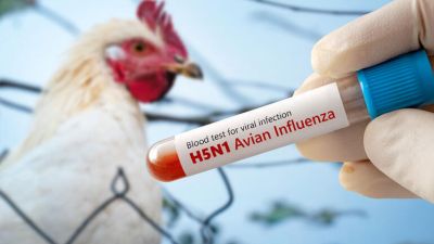 Simulasi Pandemi H5N1 dari India: Ancaman Nyata Kesehatan Global