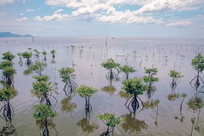 Mangrove Sulawesi Masih Kuat, Sultra Jadi Benteng Terluas Pesisir Timur Indonesia