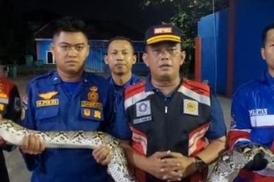 Damkartan Kota Jambi Evakuasi Ular Sanca dari Permukiman Warga Pall 5