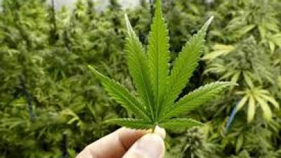 Langkah Pemerintah AS: Klasifikasi Ulang Ganja Tidak Lagi Terlarang