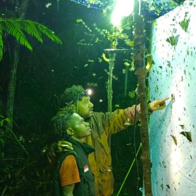 Keanekaragaman Serangga Pegunungan Arfak Menarik Perhatian Dunia, Wisatawan Mancanegara Siap Kunjungi di 2026
