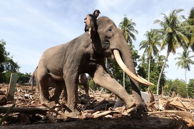 Cegah Kematian Gajah Sumatera akibat EEHV, Kemenhut Gandeng Pusat Konservasi India