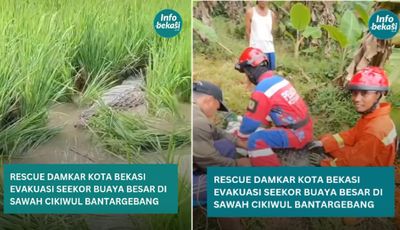 Geger Buaya Besar Muncul di Sawah Kota Bekasi, Damkar Evakuasi