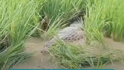 Proses Evakuasi Buaya Raksasa di Sawah Bekasi Mengundang Perhatian Publik