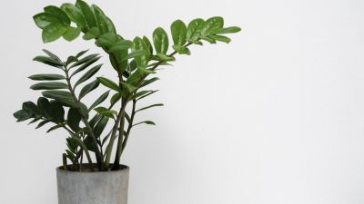 Panduan Mengetahui Jenis dan Perawatan Tanaman Hias Daun