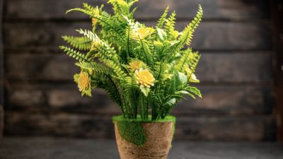Keindahan dan Perawatan Tanaman Hias Bunga di Indonesia