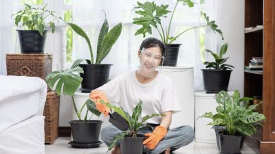 Panduan Memilih dan Merawat Tanaman Hias Indoor