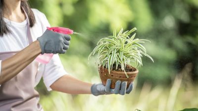 Pilihan dan Perawatan Tanaman Tahan Panas untuk Halaman Rumah
