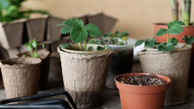 Panduan Menanam dan Merawat Tanaman Buah dalam Pot di Lahan Terbatas