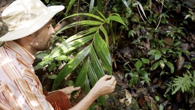 Tanaman Ideal untuk Pertanian di Iklim Tropis Indonesia