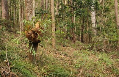 Dinas Kehutanan Papua Barat Tuntaskan Pembangunan Hutan Rakyat Seluas 28 Hektare
