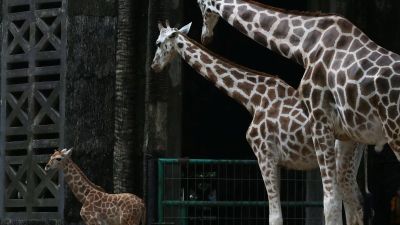 Jam Operasional Taman Margasatwa Ragunan Diperpanjang Selama Libur Nataru 2025-2026