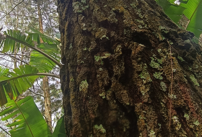 Manfaat Hebat Ekstrak Kulit Kayu Pinus untuk Menjaga Kesehatan Tubuh