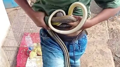 Aksi Nekat Bocah Garut Ini Jadi Sorotan, Tangkap Delapan Ular Demi Upah Rp50 Ribu
