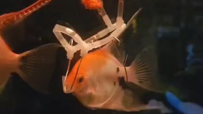 Tak Tega Lihat Ikan Peliharaan Kesulitan Berenang, Seorang Pria Ciptakan Alat Bantu Sederhana