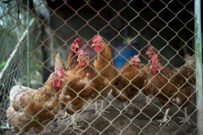 Asia Cage-Free Tracker 2025: Transparansi Perusahaan Jadi Tantangan Utama Transisi Telur Bebas Sangkar