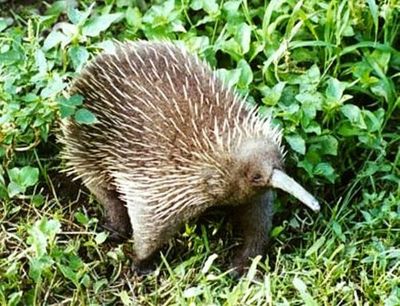 Ekidna: Mamalia Bertelur dari Papua yang Bertahan Sejak Zaman Dinosaurus dan Jadi Simbol Sakral Warga Adat