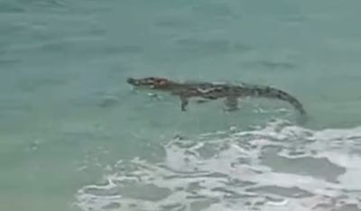 Buaya Muncul di Pantai Pasir Panjang Malang, Wisatawan Diminta Waspada