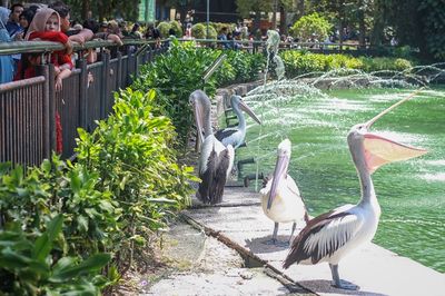 Demi Jaga Kebersihan, Pihak Ragunan Siap Berikan Denda Rp500 Ribu pada Pengunjung yang Buang Sampah Sembarangan
