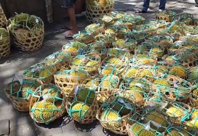 Durian Keranjang Bali Laris Manis Saat Nataru, Pemburu Durian Rela Antre