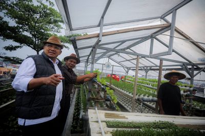 Urban Farming di RW 7 Suka Asih Buktikan Lahan Sempit di Kota Bandung Tetap Produktif