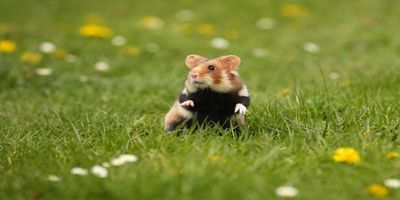 7 Keunikan Hamster yang Bikin Hewan Kecil Ini Terlihat Menggemaskan