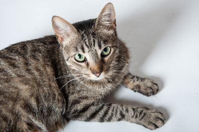 Kenapa Kucing Menggosokkan Kepalanya ke Kaki Kita? Ini Artinya