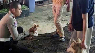 Insiden Hewan di Ruang Publik: Kucing Terluka Usai Diserang Anjing, Kelalaian Pemilik Jadi Perhatian
