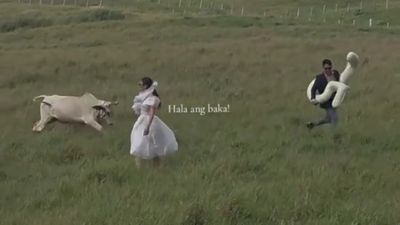 Foto Romantis di Lapangan Berujung Panik, Pasangan Ini Kabur Setelah Didatangi Sapi