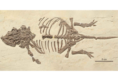 Ilmuwan China Temukan Bayi Dinosaurus Berlapis Baja Pertama di Dunia
