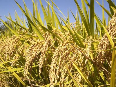 Capaian Produksi Padi Kalsel 2025: Menuju Lumbung Pangan Nasional