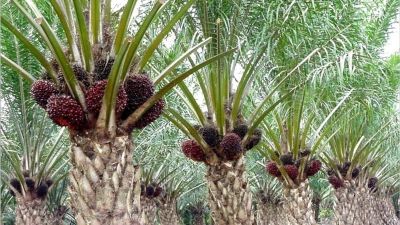 Jawa Barat Larang Penanaman Kelapa Sawit untuk Lindungi Lingkungan