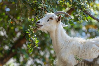 5 Arti Mimpi Kambing Putih Menurut Islam, Benarkah Pertanda Rezeki?