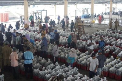 TPi Pekalongan Menjadi Salah Satu Daerah Pemasok Ikan Terbesar di Bulan Desember 2025