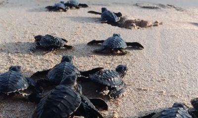 Dari Pasir Bajulmati ke Samudra, Upaya BBKSDA Jawa Timur Menjaga Asa Penyu Tetap Hidup