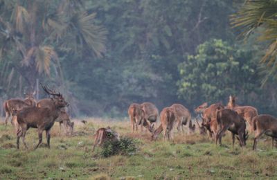 Punya Indeks Udara Terbersih, Pemkab Banyuwangi Bidik Potensi Wellness Tourism