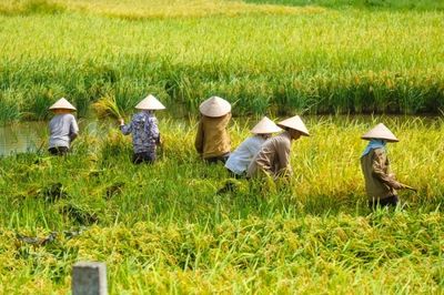 Petani Gorontalo Sejahtera, NTP Tertinggi di Indonesia Timur