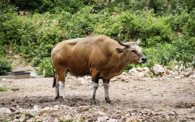 5 Arti Mimpi Dikejar Kerbau Menurut Primbon Jawa, Pertanda Apa?