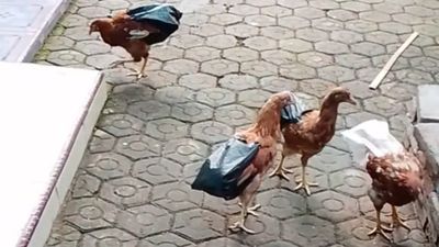 Inovasi Kreatif Seorang Ibu yang Tak Ingin Ayam Peliharaannya Mengotori Lingkungan Sekitar