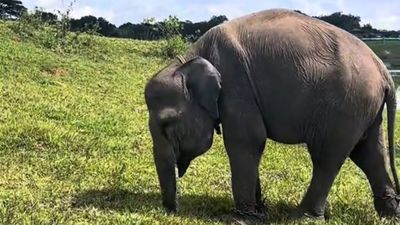 Kisah Erin, Gajah Sumatra yang Bertahan Hidup Meski Setengah Belalainya Putus Akibat Jerat Pemburu