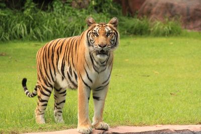 Jejak Harimau Sumatera Ditemukan di Sungai Apit, BBKSDA Riau Imbau Warga Tingkatkan Kewaspadaan