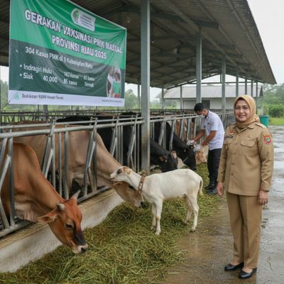 Ratusan Kasus PMK Serang Ternak di Riau, Dinas PKH Lakukan Vaksinasi 40 Ribu Ekor