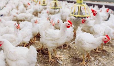 Apa Itu Fitobiotik? Aditif Herbal Ayam Broiler untuk Meningkatkan Daya Tahan Tubuh