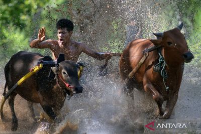 Mengenal Pacu Jawi: Pesta Rakyat Minangkabau yang Ubah Sawah Jadi Arena Laga!