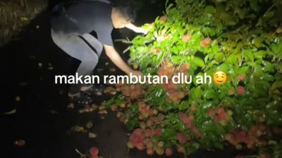 Tengah Malam Diadang Pohon Tumbang, Pria Ini Malah Asyik Petik Buah Rambutannya