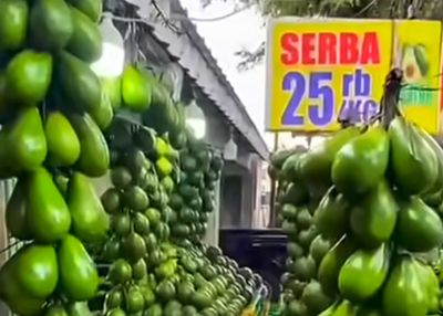 Batu dan Malang Raya, Gudang Alpukat Mentega Super Jumbo yang Panennya Tak Pernah Sepi