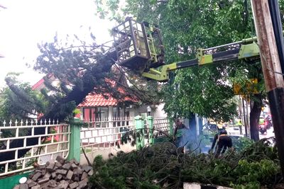 Dua Pohon Cemara Tumbang di Puskesmas Cakung Berhasil Dievakuasi Tanpa Ganggu Layanan